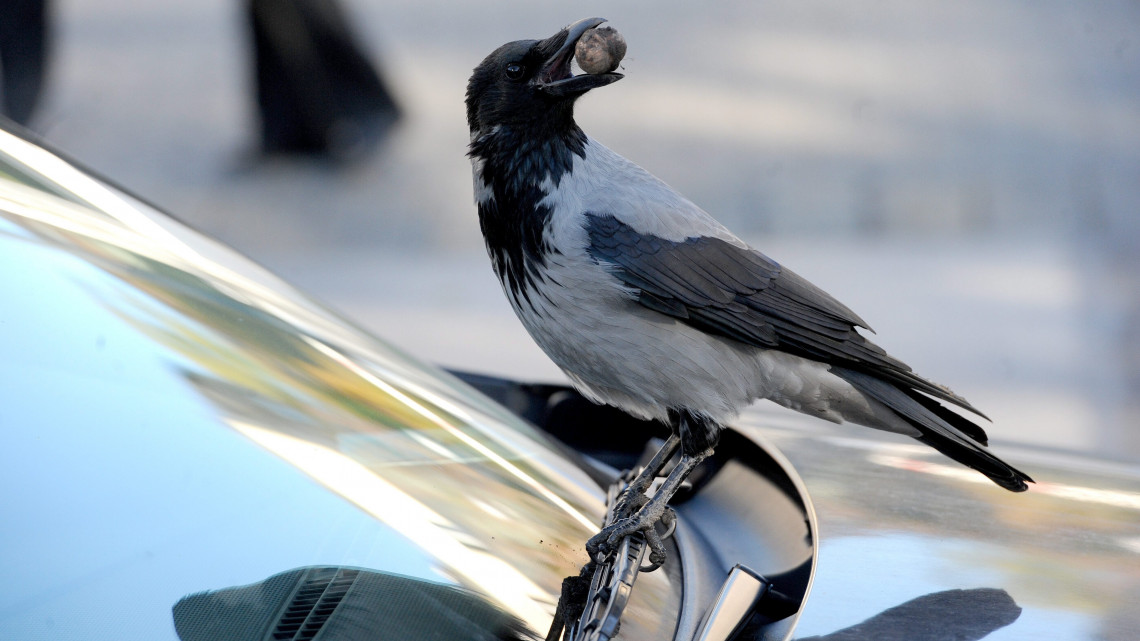 Egy dolmányos varjú (Corvus cornix) diót készül feltörni egy autó szélvédőjén 2012. november 6-án, Budapesten.