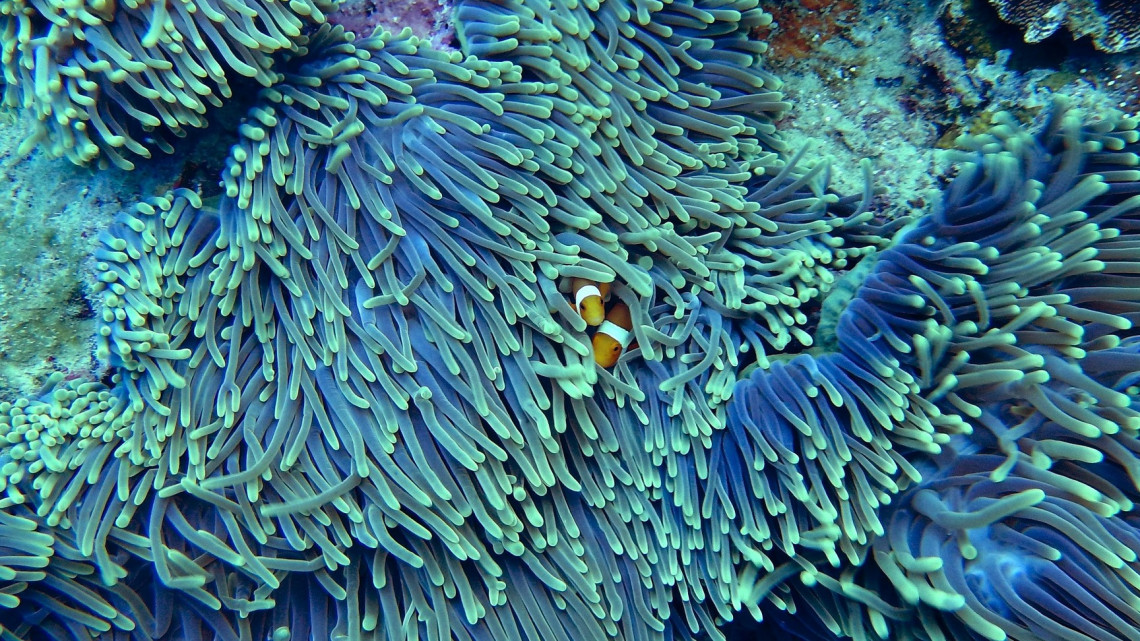 Különleges korallzátonyra bukkantak