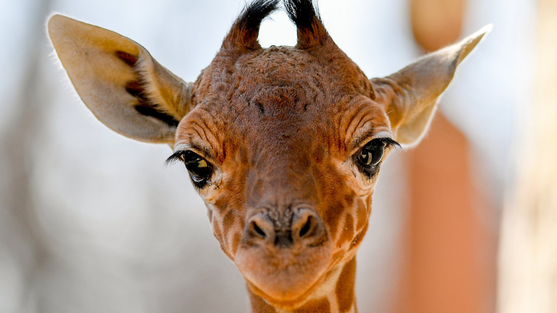 A debreceni állatkert két és félhetes recés zsiráfcsikója (Giraffa camelopardalis reticulata) a sajtóbemutató napján, 2019. március 20-án. A recés zsiráf a zsiráf egyik alfaja, Szomáliában, Etiópiában és Kenyában él természetes környezetben.