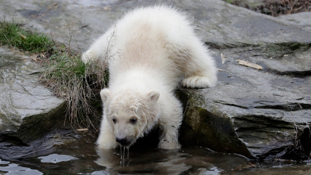 A jegesmedvebocs miatt duplájára nőtt a berlini állatkert látogatóinak száma