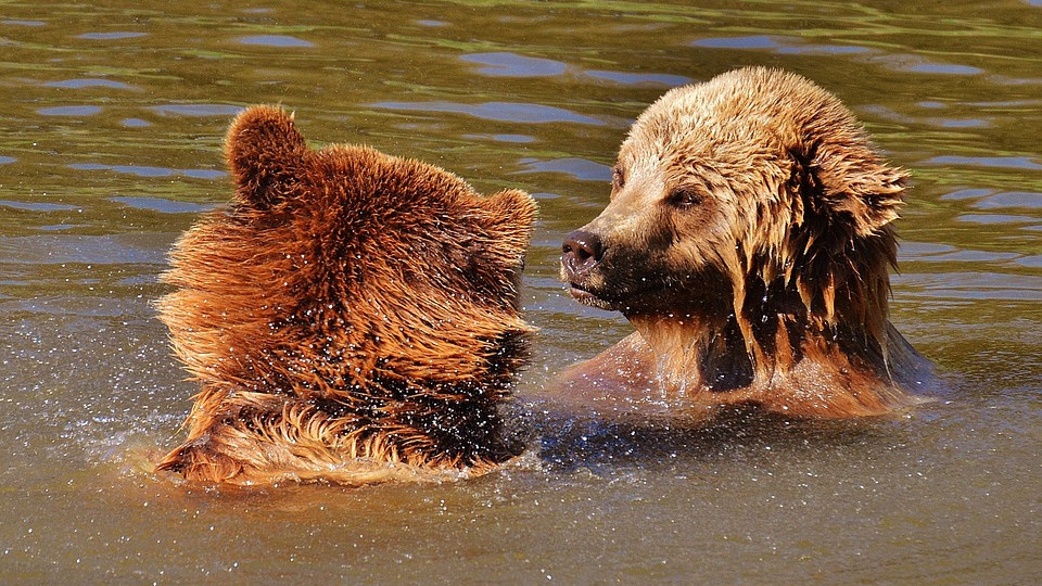 Szinte ráeresztik a medvéket a látogatókra a fővárosi állatkertben