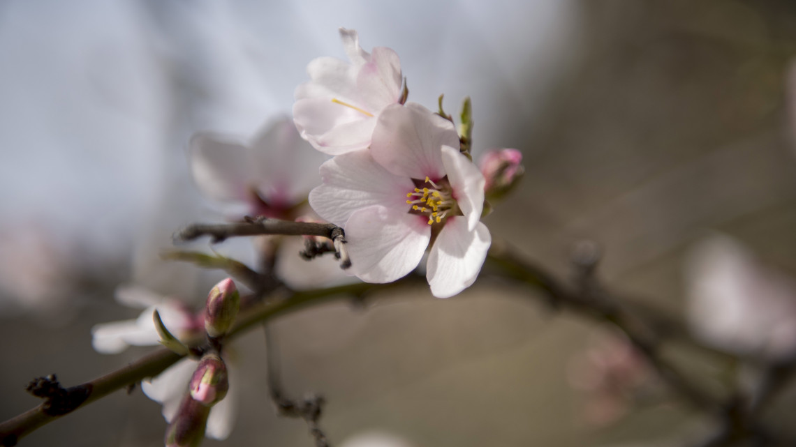 Virágzó mandulafa (Prunus dulcis) Pécsen 2019. március 7-én.