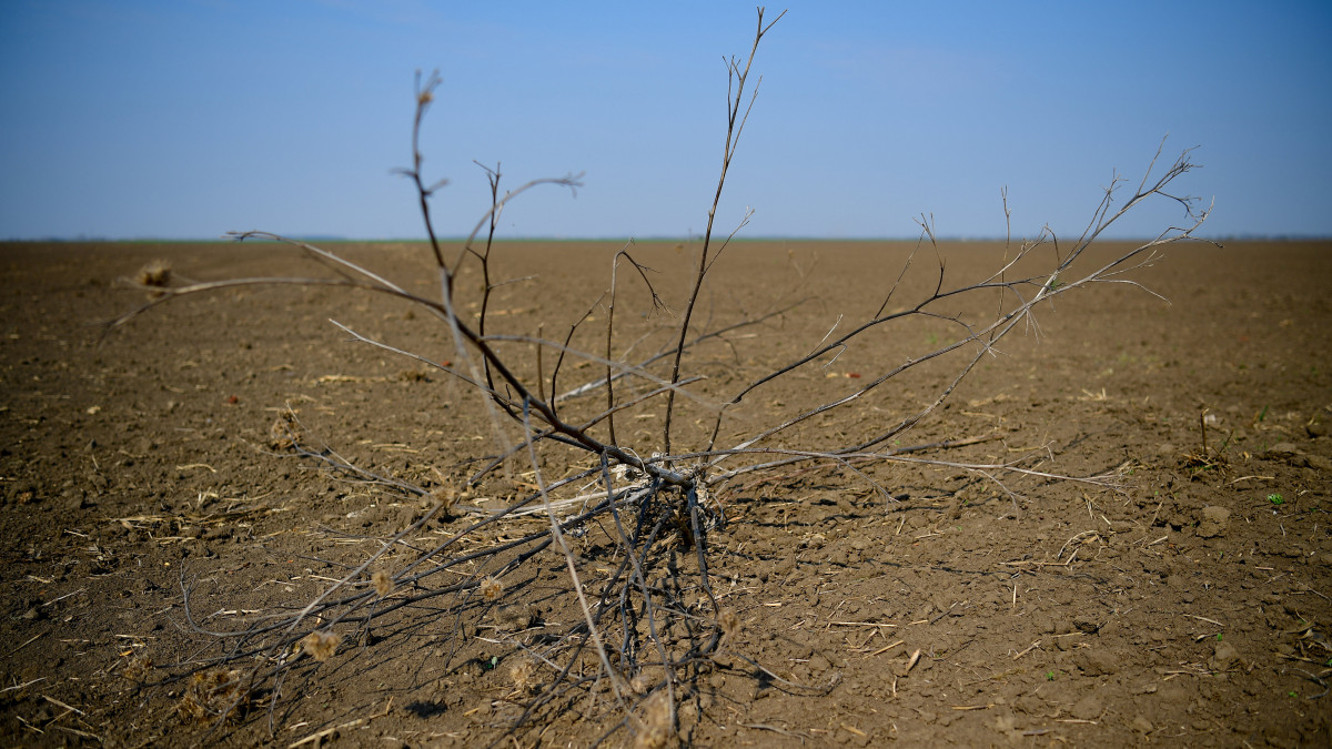 Kóró a száraz, poros szántóföldön Hajdúszovát közelében 2019. április 4-én. A Nemzeti Agrárgazdasági Kamara korábbi közlése szerint akár százmilliárdos nagyságrendű bevételkiesést is okozhat az aszály a magyar gazdáknak. Az országos aszályhelyzet miatt a kormányzat az idei évtől meghosszabbítja a mezőgazdasági vízhasznosítási idényt, amelyben a gazdák kedvezményesen juthatnak öntözővízhez.