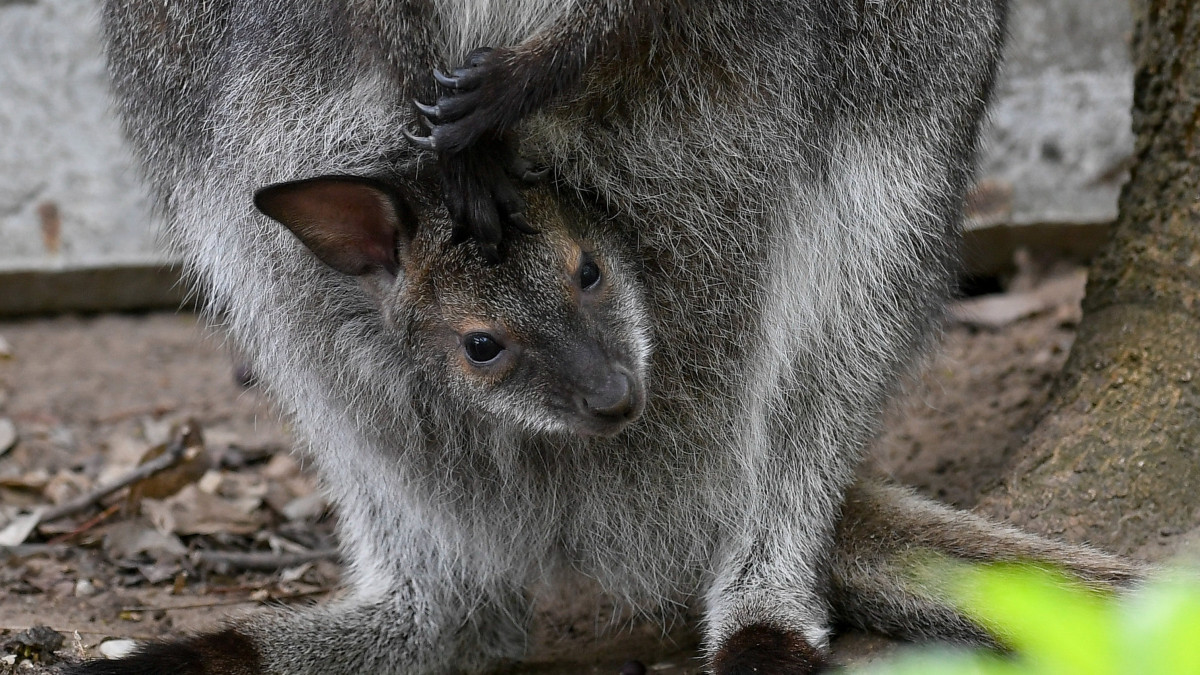 A Debreceni Állat- és Növénykert újszülött Bennett-kenguruja (Macropus rufogriseus) anyja erszényében a sajtóbemutató napján, 2019. április 17-én.