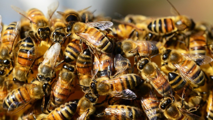 Méhek számára készült vakcinát engedélyeztek az USA-ban