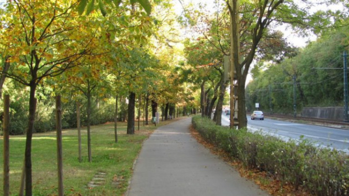 Idén 1200 fát vághatnak ki Budapesten
