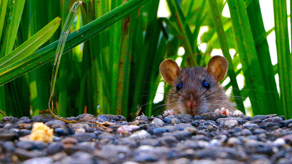 Több a patkány, mint gondolták, de nincs járványügyi kockázat