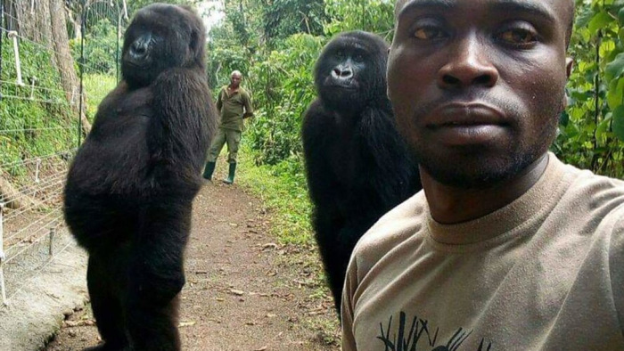Megdöbbentően reagáltak a gorillák az okostelefonra