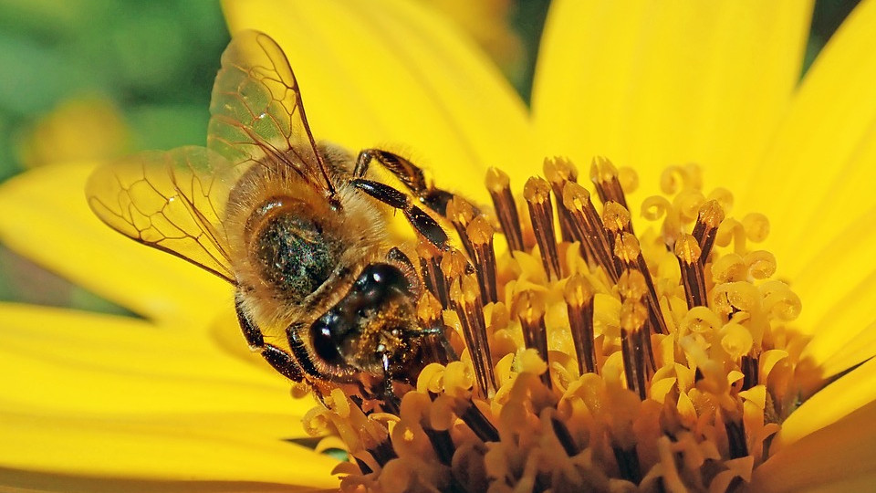 Adatok tízezreit elemzi a méhpusztulás okait kutató Nébih