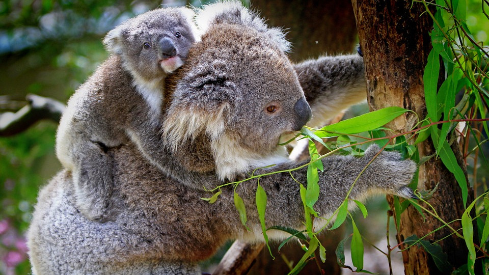 The ordeal was pressed by koalas in Australia