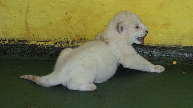 Tüneményes fehér oroszlánbébi született Szegeden