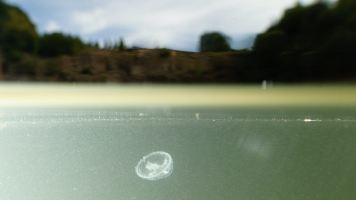 Édesvízi medúza (Craspedacusta sowerbyi) a Középbánya-tóban Salgótarján közelében 2012. augusztus 21-én. A néhány centiméteres, átlátszó, emberre ártalmatlan állatok a magasabb vízhőmérséklet, valamint a jó vízminőség miatt jelentek meg a tóban.