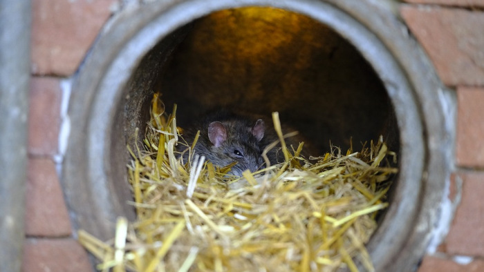 Itt a tisztifőorvos jelentése a patkányirtásról
