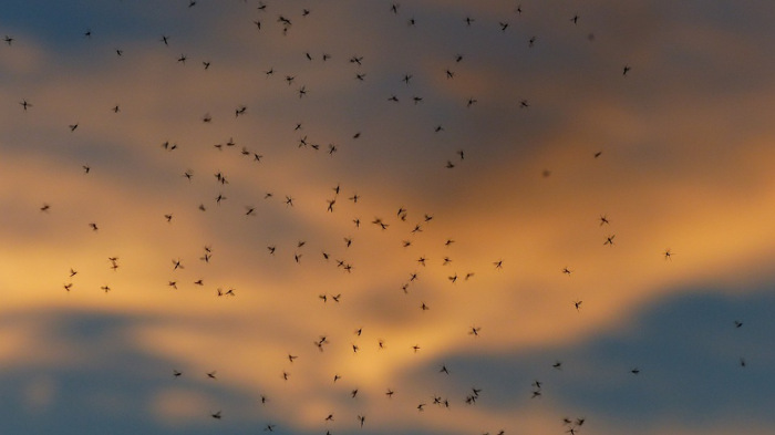 Mutáns szúnyogok zabálhatják fel a maláriát