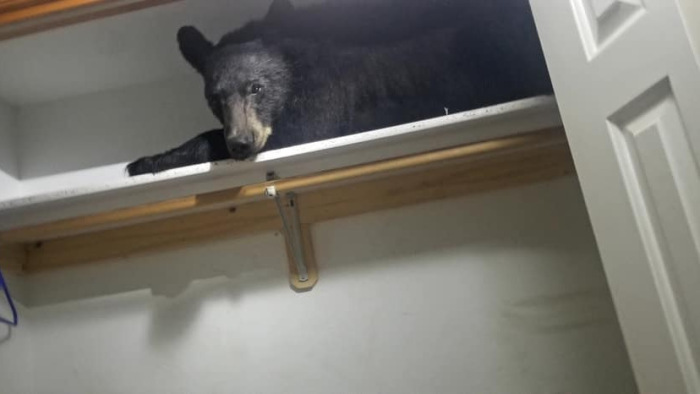 Medvét talált a lakóházban, a szekrényben aludt - képek