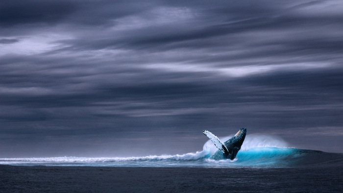 Kilövési engedély - megpecsételődött több mint 200 bálna sorsa