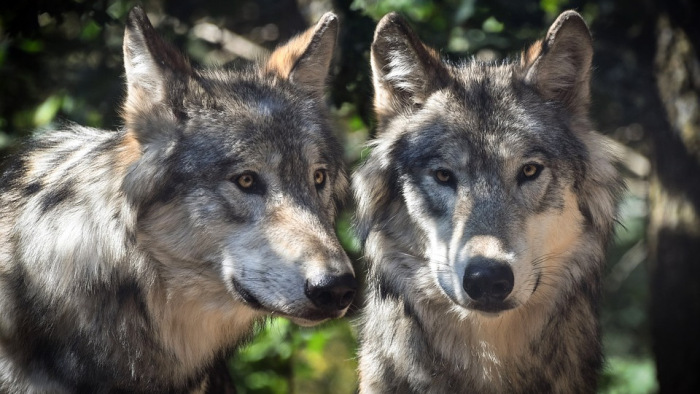Gyilkoltak a farkasok a Zempléni-hegységben