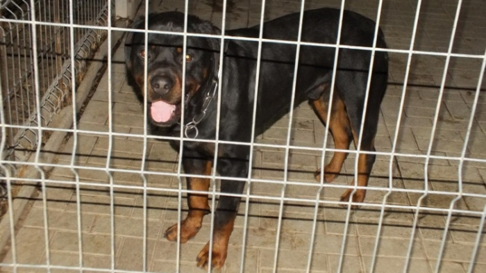 Csókakői kutyatámadás: ki akarták csempészni az agresszív rottweilert