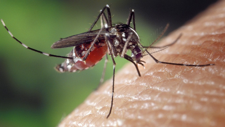 Két vírusfertőzés miatt is jobban csípik az embert a szúnyogok