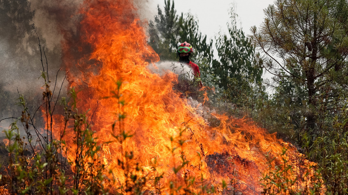 Tűzoltó locsolja az égő növényzetet a közép-portugáliai Sarnada településnél 2019. július 21-én. A lángok az előző nap lobbantak fel a Lisszabontól 225 kilométerre, északkeletre fekvő Castelo Branco közelében, és az erős szél és a szárazság miatt gyorsan terjednek délnyugat felé. Az oltásban több mint ezer tűzoltó vesz részt, hét tűzoltó és egy civil megsérült a feladat során.