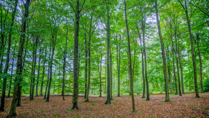 Gigantikus erdőtelepítés jön Magyarországon
