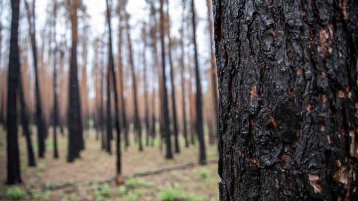 A hőség miatt kipusztult több mint százezer hektár erdő tavaly óta Németországban
