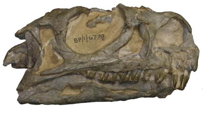 Új dinoszauruszfajt azonosítottak paleontológusok