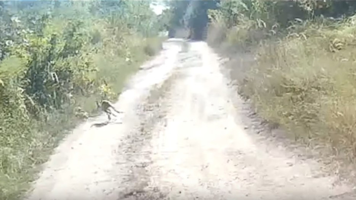 Egy kenguru bukkant fel Tata szomszédságában - videó