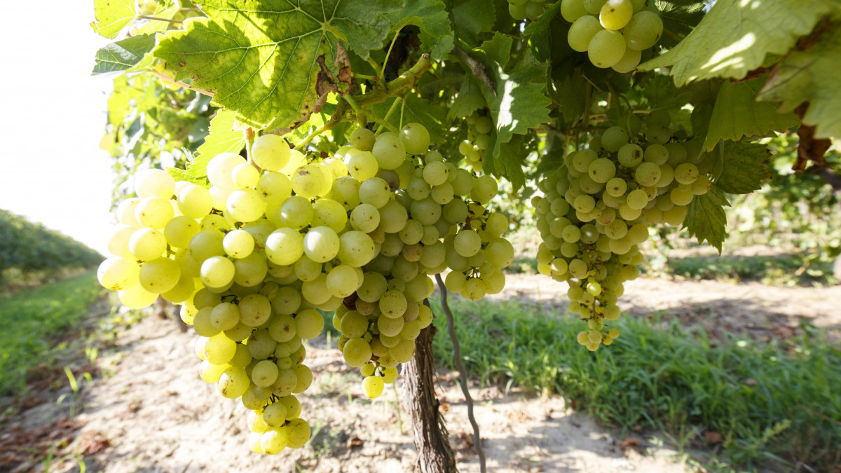 Csabagyöngye szőlő a Balaton Agrár Zrt. területén a Somogy megyei Ordacsehi határában 2019. augusztus 12-én.