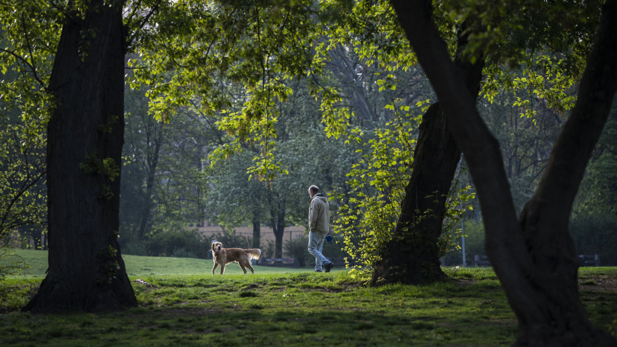 Kutyáját sétáltatja egy gazda a Városligetben 2019. április 10-én. A Kutyás élménypark tavalyi átadásával több mint 5 ezer négyzetméterrel nőtt a park zöld területe és bővült a kutyázási lehetőségek sora, a városligeti kutyázás szabályai azonban nem változtak, a park teljes területe továbbra is szabadon használható, az elkerített területek kivételével.