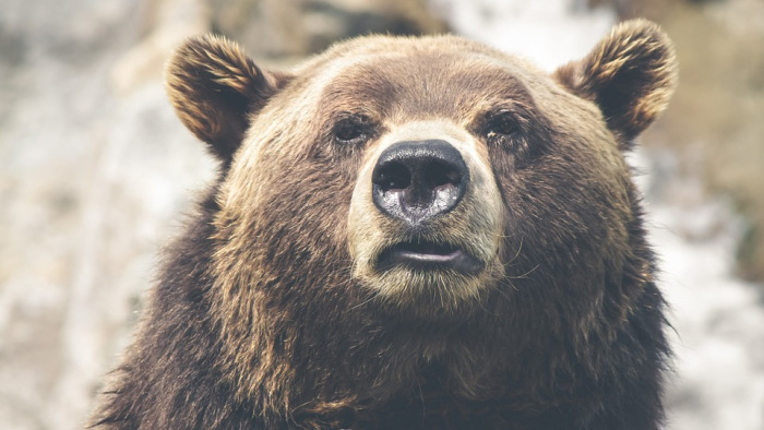 Kirángatta a sátorból az alvó turistát a medve, horror Kanadában