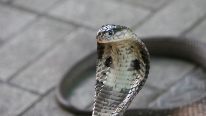 Öt napig rejtőzködött a veszélyes kobra