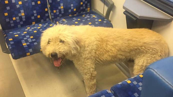 A kutya miatt nem indult a vonat