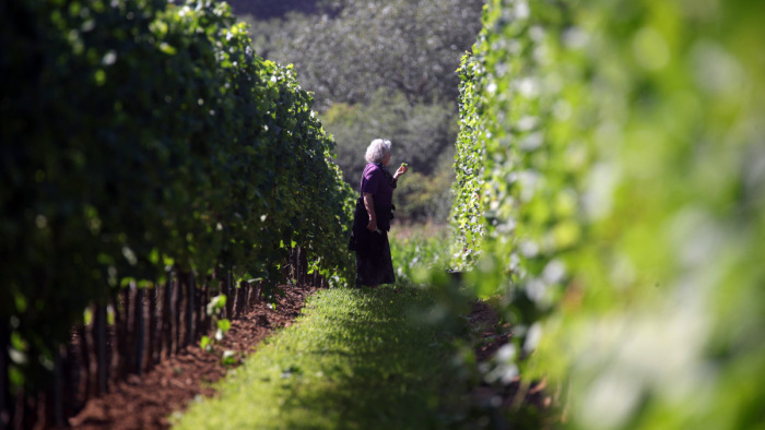 2,5 milliárd forintnyi segítséget kapnak a szőlőtermelők