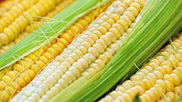 Várhatóan nőni fog a kukorica ára