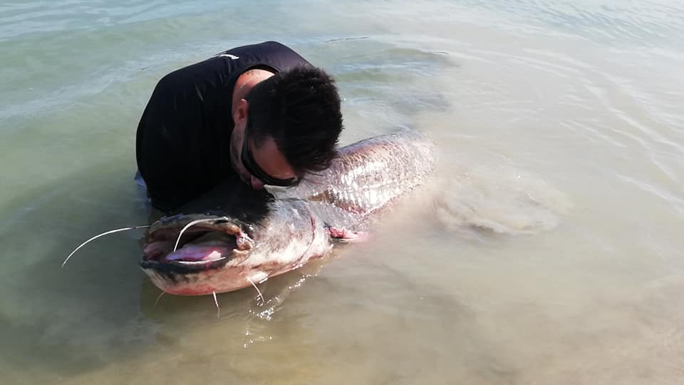 Óriáshalat fogtak a Dunában - fotók, videó