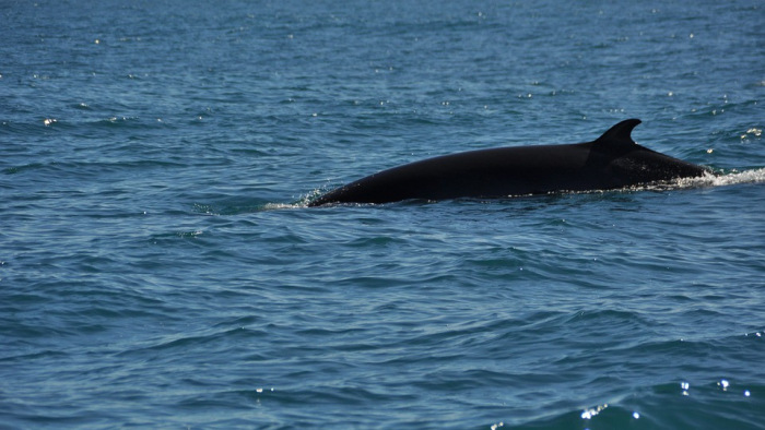 Elpusztult a Montrealba tévedt hosszúszárnyú bálna