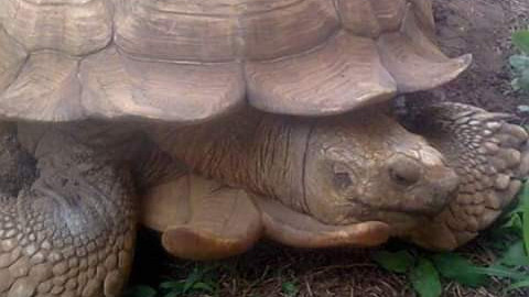 Elpusztult egy 344 évesnek mondott teknős Nigériában