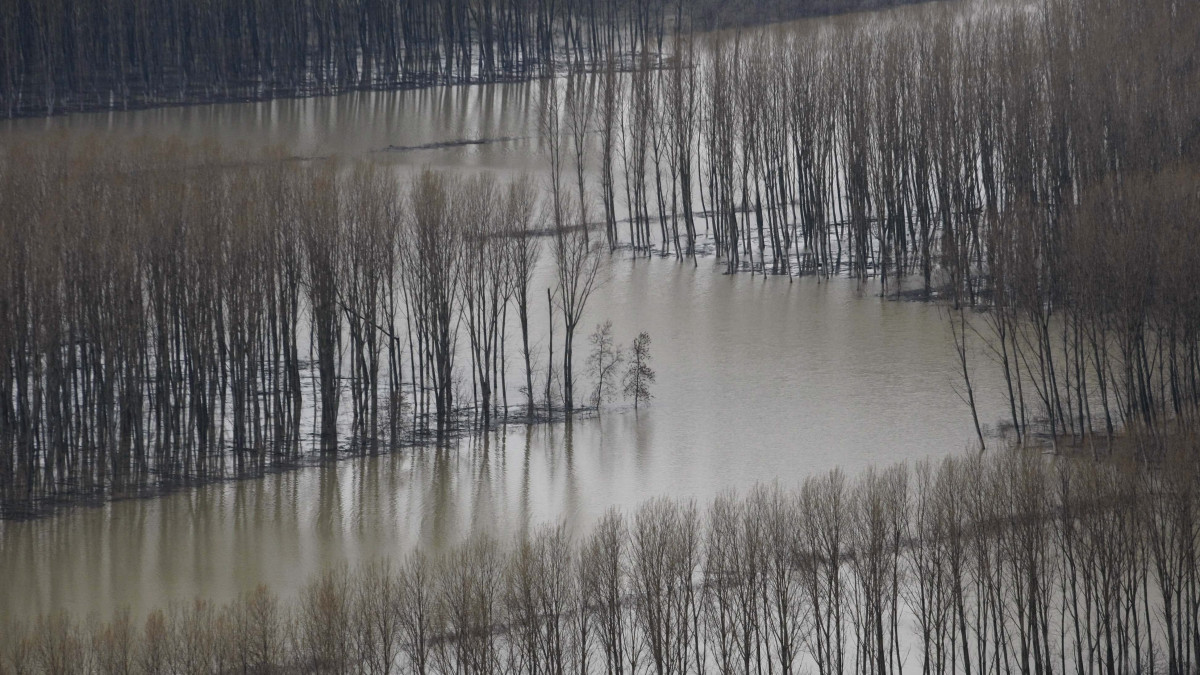Vízben álló fák a Tisza árterében, Szajol közelében 2013. április 12-én. A folyó ezen szakaszán másodfokú készültség van érvényben.