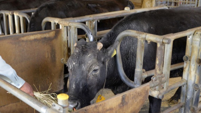 Sok tanulsággal szolgált a világ első klónozott tehenének élete