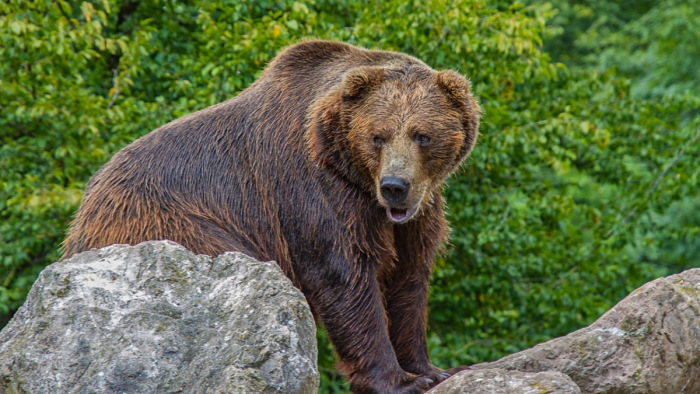 Embert ölt a medve Romániában