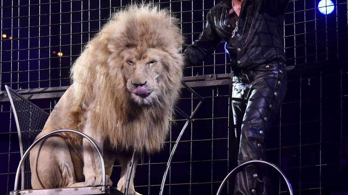 Martin Lacey brit állatidomár fellépése a 43. Monte-carlói Nemzetközi Cirkuszfesztivál gálaestjén, 2018. január 22-én Monacóban. A városállamban évente rendezett cirkuszverseny idén január 27-ig tart.