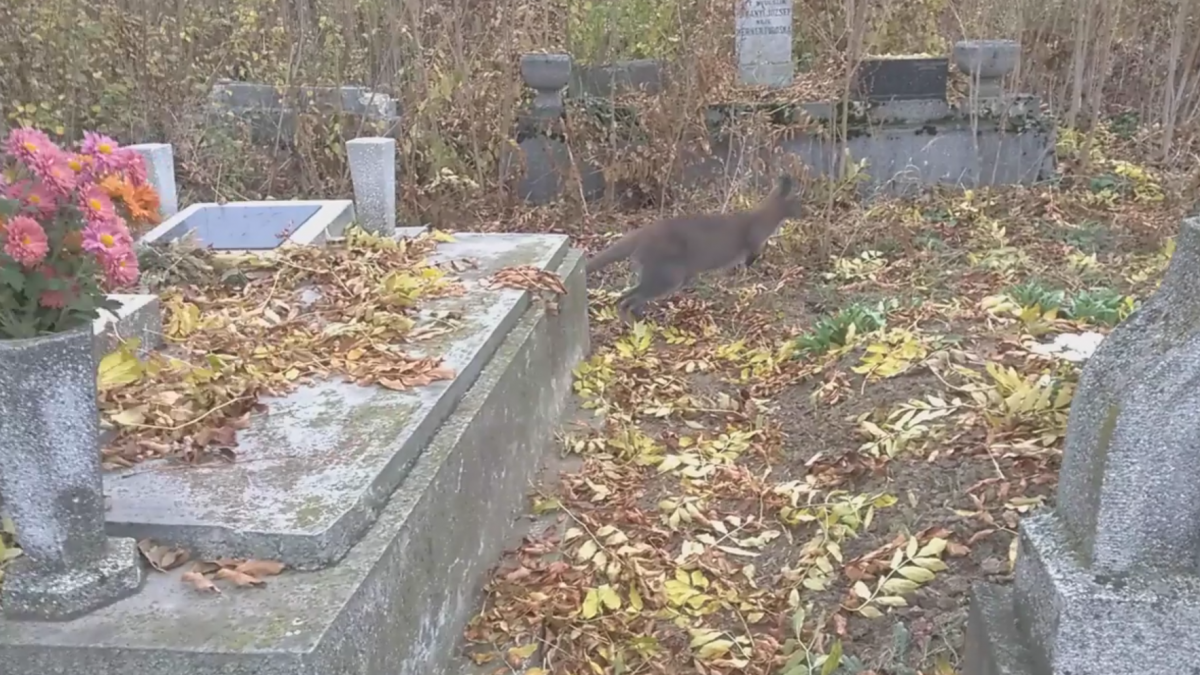 Kenguru ugrált egy magyar temetőben - videó
