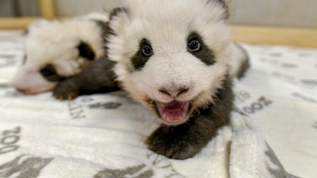 A Berlini Állatkert által 2019. november 22-én közreadott kép az intézmény tizenegy hetes pandaikreiről november 15-én. Az augusztus 31-én Németországban elsőként világra jött pandakölykök anyja a Kínától 15 évre kölcsönkapott Meng Meng, apjuk Hsziao Csing.