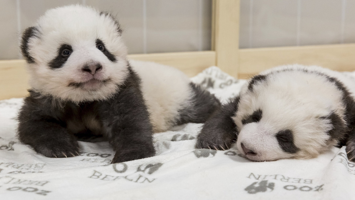 A Berlini Állatkert által 2019. november 22-én közreadott kép az intézmény tizenegy hetes pandaikreiről november 15-én. Az augusztus 31-én Németországban elsőként világra jött pandakölykök anyja a Kínától 15 évre kölcsönkapott Meng Meng, apjuk Hsziao Csing.