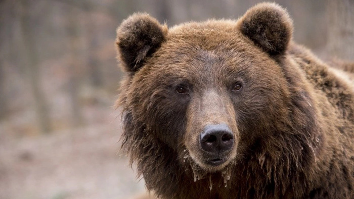 Már Brüsszelig jutott a romániai medveprobléma