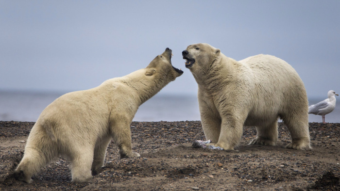 Egymást falják fel az éhező jegesmedvék