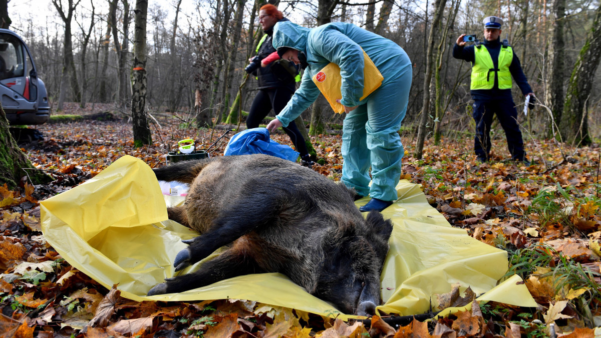 Tilos az erdei kirándulás, a gombaszedés és a vadászat is a sertéspestis miatt Olaszországban