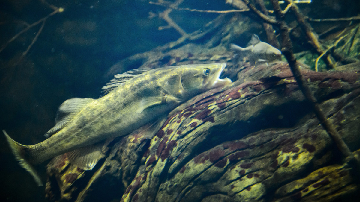 Süllő (Sander lucioperca) a poroszlói Tisza-tavi Ökocentrum akváriumában 2020. január 2-án. A süllő kapta a legtöbb szavazatot a Magyar Haltani Társaság által hagyományosan meghirdetett és szilveszter éjjel lezárult év hala közönségszavazáson.