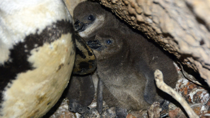 Pár hétig még csak a virtuális térben lehet olvadozni az állatkert pingvinfiókáitól